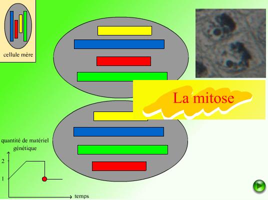 steps of meiosis. to the steps in meiosis