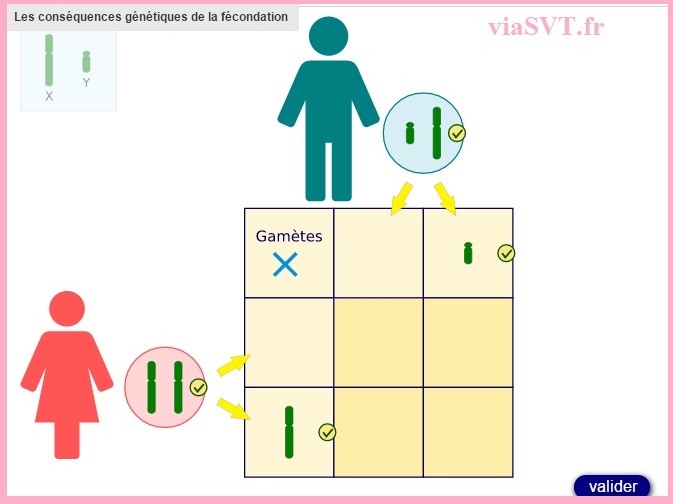 lieu de rencontre des gamètes