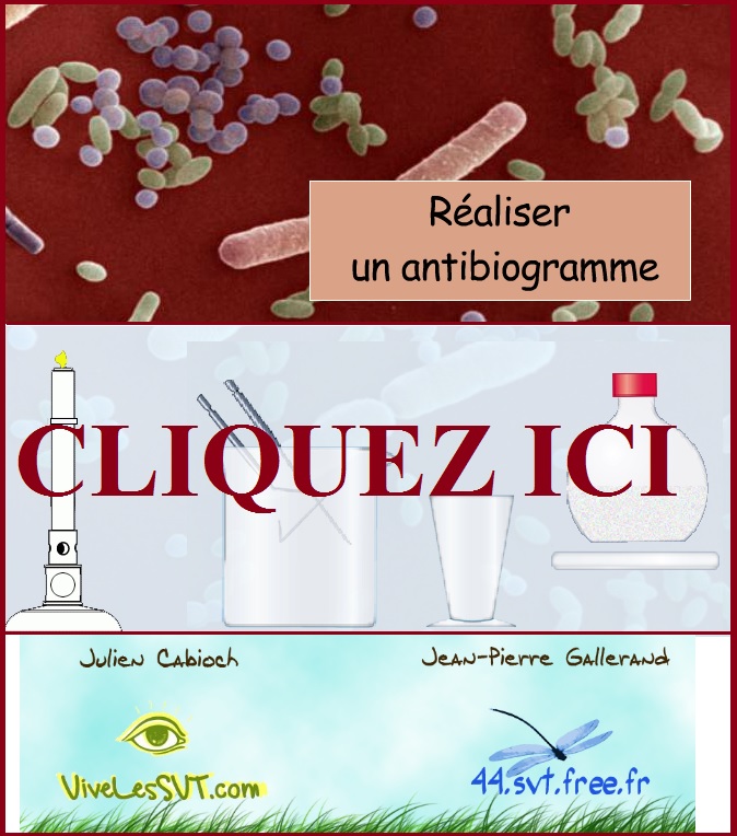 a helminthiasis megelőzésére szolgáló készítmények