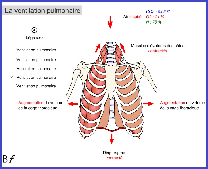 physiologie de l appareil respiratoire pdf