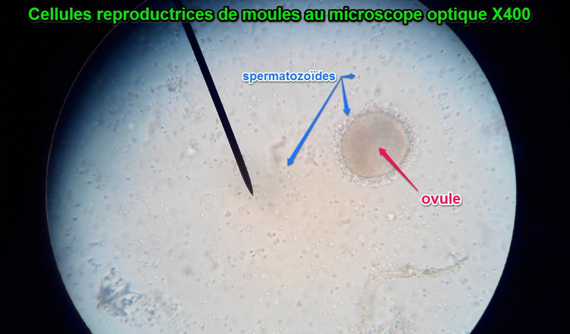 combien de temps spermatozoide rencontre ovule