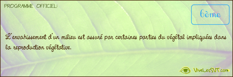 L’envahissement d’un milieu est assuré par certaines parties du végétal impliquées dans la reproduction végétative.