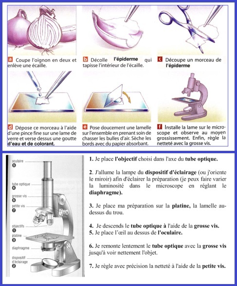 evaluation 6eme svt