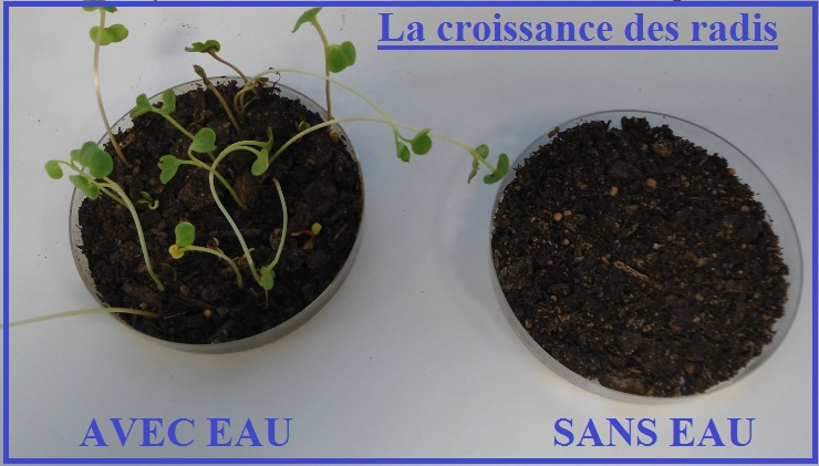 http://www.vivelessvt.com/wp-content/uploads/2009/04/besoin-des-v%C3%A9g%C3%A9taux.jpg