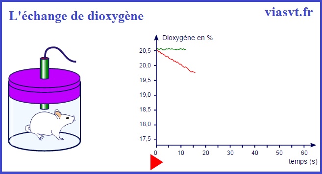 Echanges dioxygène souris application