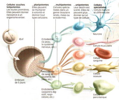 Du cortex cérébral à partir des cellules souches