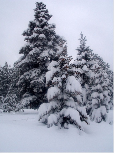 Nos amis : les arbres