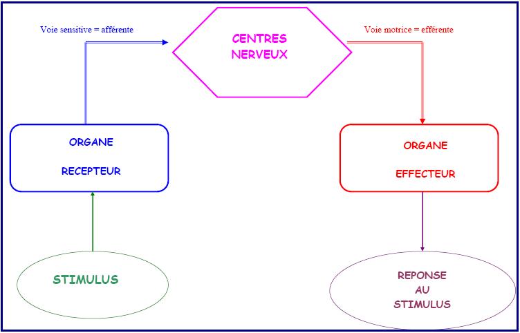 bilan-systeme-nerveux