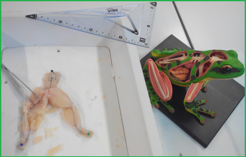dissection nerf sciatique cuisse de grenouille SVT