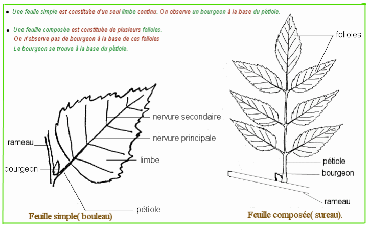 Résumé [Leçon d/ SVT-6ème : LES FEUILLES : DESCRIPTION DE LA FEUILLE SIMPLE .]