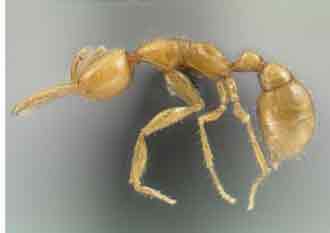 Pépé fourmi est repéré