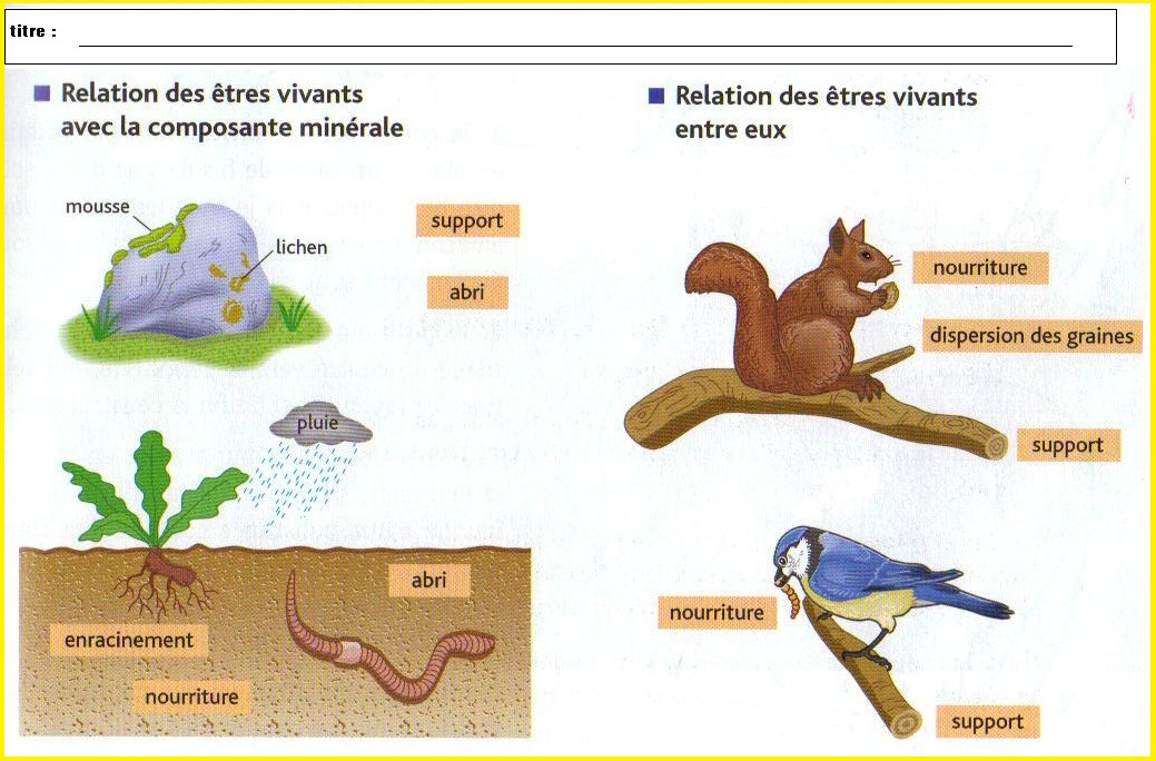 Relation Entre Les tres Vivants Vive Les SVT Les Sciences De La Relation Entre Les tres Vivants Vive Les SVT Les Sciences De La