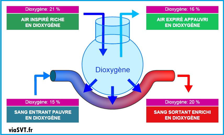 Légender et donner un titre ? l'appareil respiratoire de l'Homme