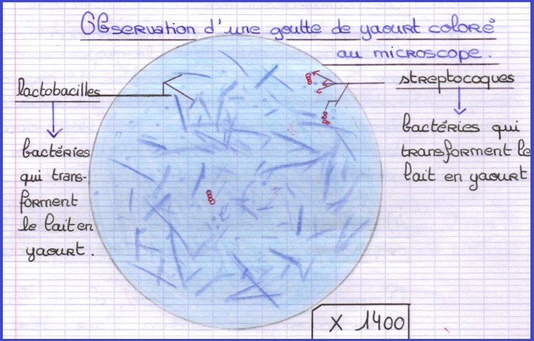 bacteries-du-yaourt-svt-3eme