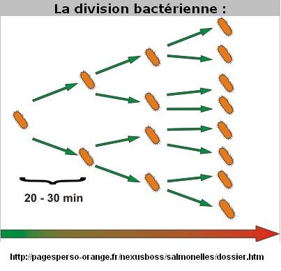 division-bacterienne