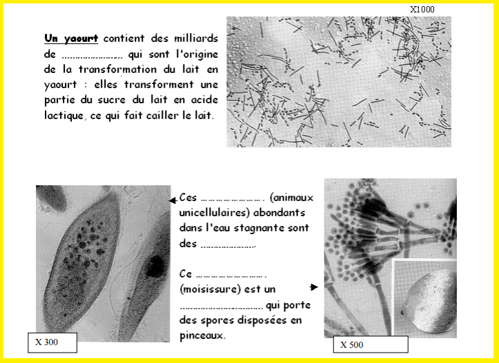 micro-organisme-diversite-svt-3eme-immunologie-bacteries