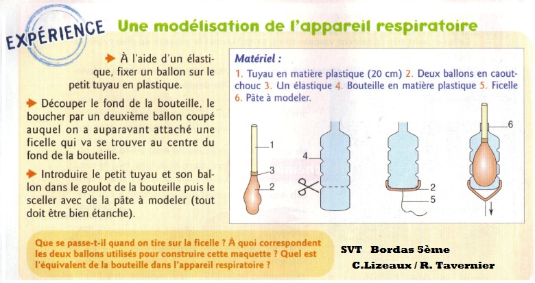 Cinq fonctions du système respiratoire