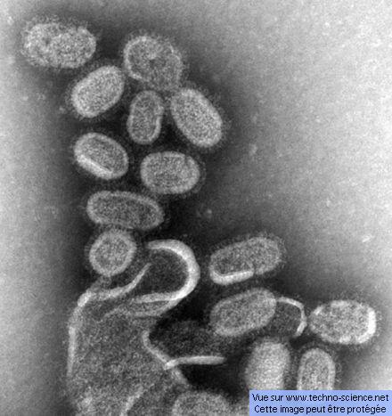 virus-grippe