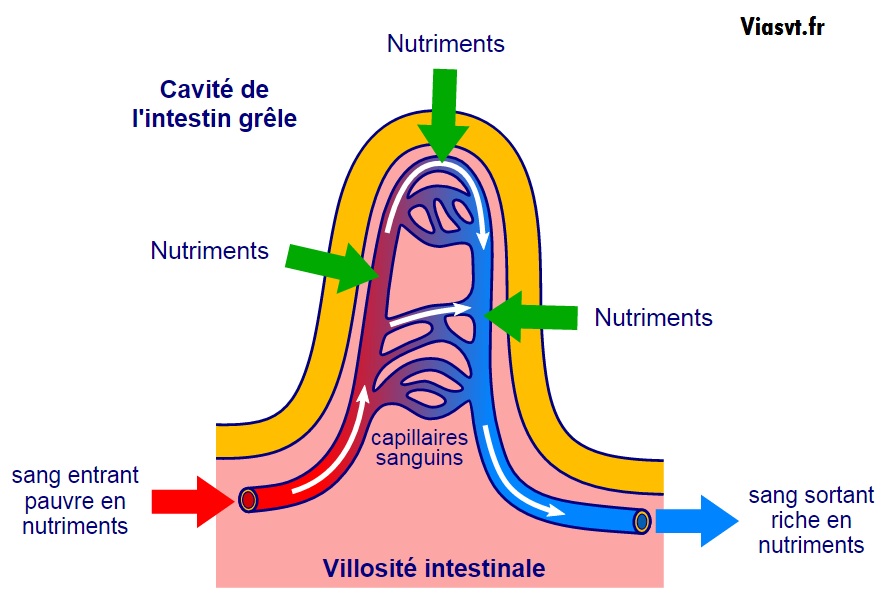 La digestion des aliments - Cours SVT 5ème