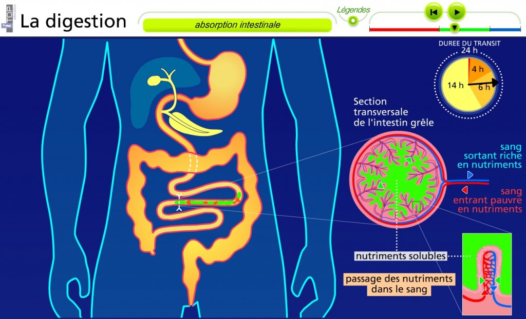 évaluation Svt Appareil Digestif 5ème Pdf animation digestion SVT 5ème fonctionnement du corps humain | Vive les