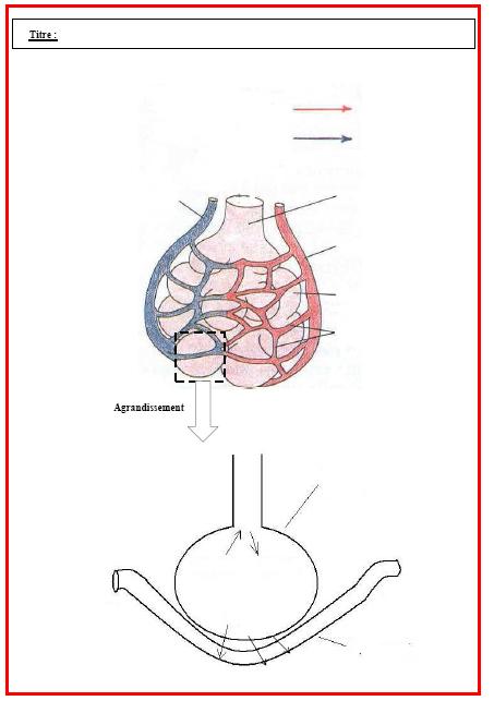 Tout savoir sur l'appareil respiratoire