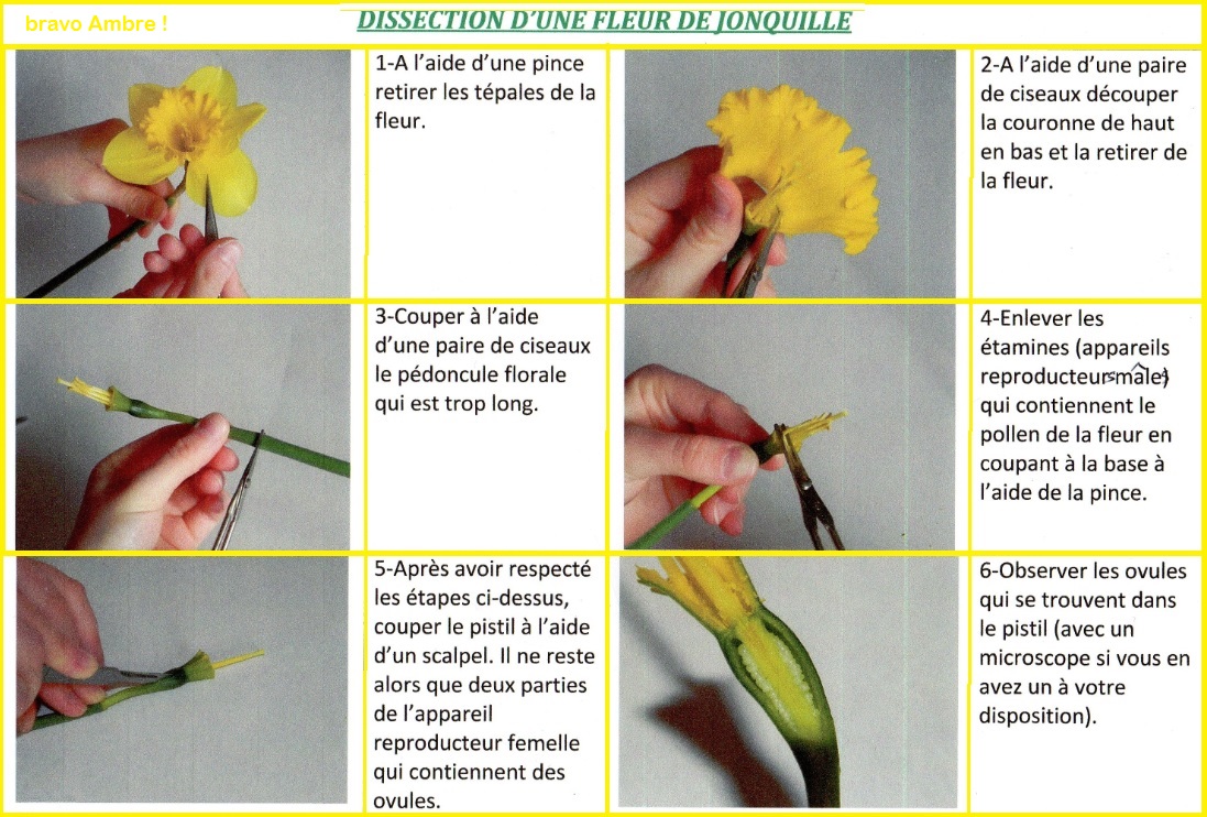 dissection de la fleur de jonquille | Vive les SVT ! Les sciences de la vie  et de la Terre au collège et au lycée - Cours de SVT en ligne -