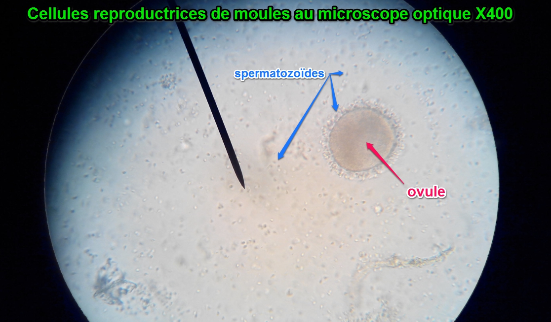 fécondation externe moule SVT microscope spermatozoïdes ovule reproduction