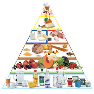 La digestion des aliments - Cours SVT 5ème