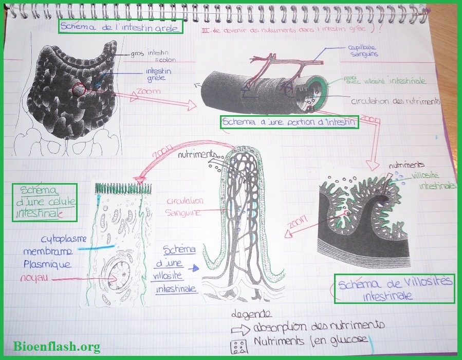 La digestion des aliments - Cours SVT 5ème