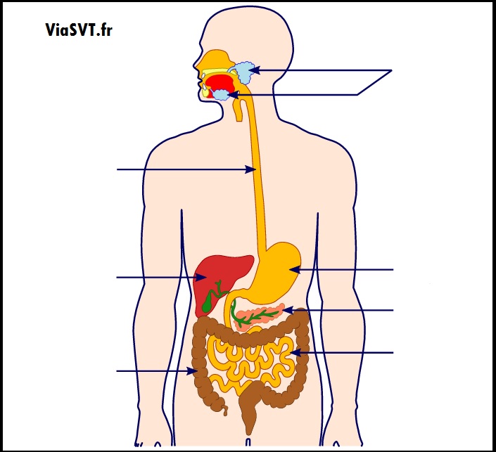 La digestion des aliments - Cours SVT 5ème