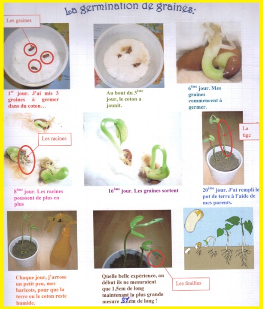 Comprendre le processus de germination des graines