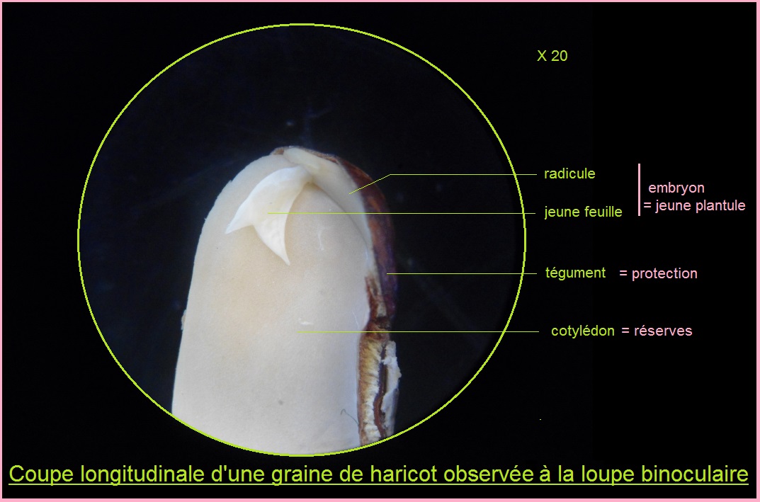 Résumé [Leçon d/ SVT-6ème : LES FEUILLES : DESCRIPTION DE LA FEUILLE SIMPLE .]