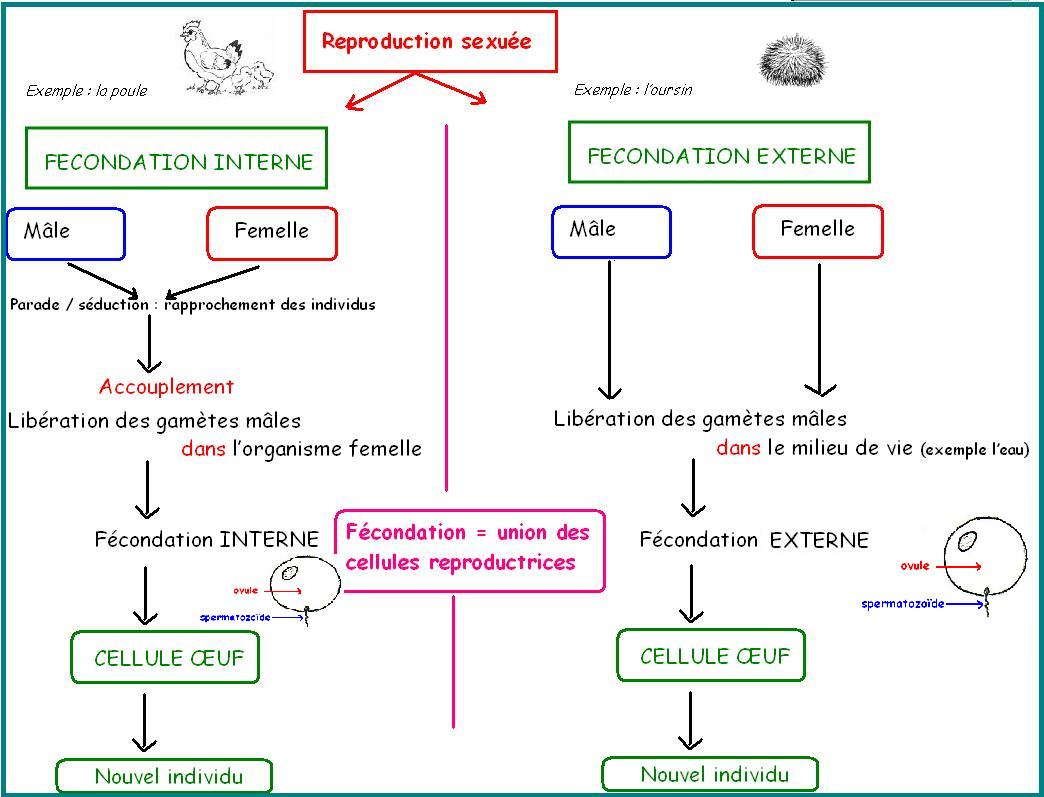 La Reproduction Sexu e Des tres Vivants Vive Les SVT Les Sciences La Reproduction Sexu e Des tres Vivants Vive Les SVT Les Sciences