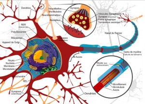 neurone