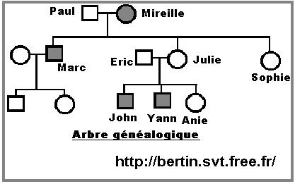 arbre-genealogique1