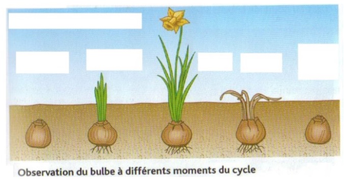 bulbe svt jonquille | Vive les SVT ! Les sciences de la vie et de la Terre  au collège et au lycée - Cours de SVT en ligne -