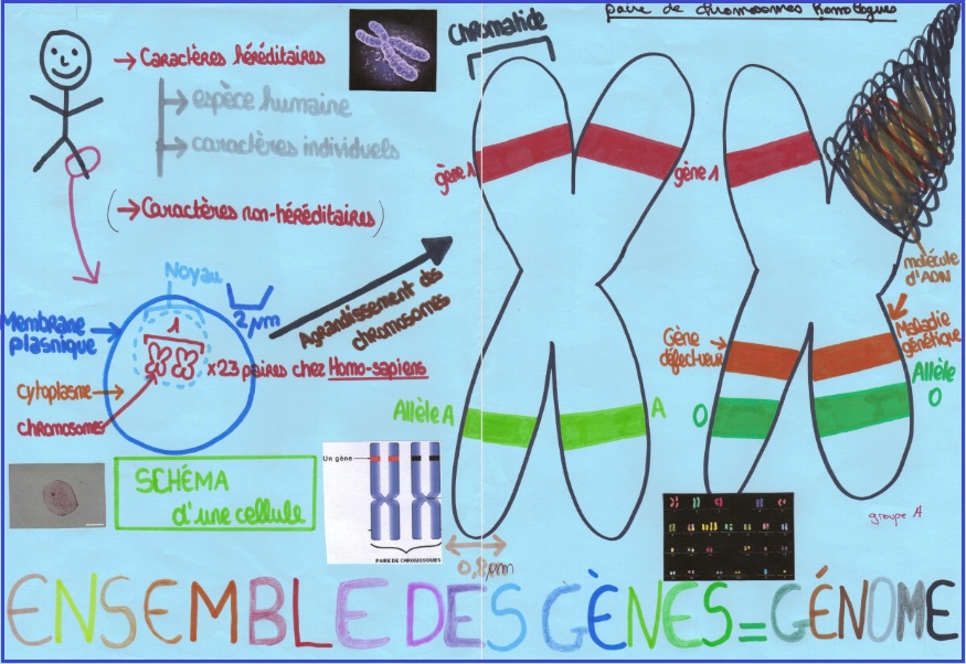 chromosome-genetique-3eme