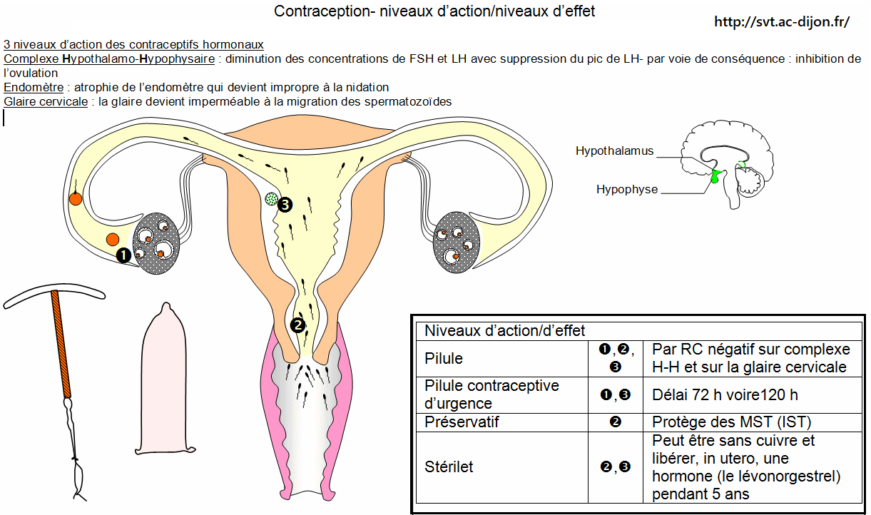 Choisir ou non d'avoir un enfant : la contraception | Vive les SVT ...