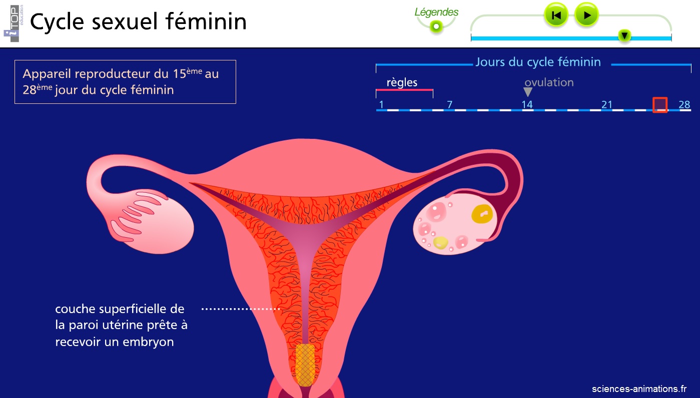 cycle sexuel féminin Vive les SVT ! Les sciences de la vie et de la Terre au collège et au