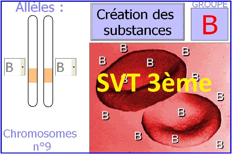 logiciel-allele2