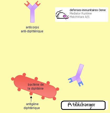 logiciel-anticorps