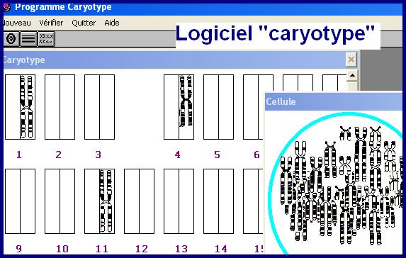 logiciel-caryotype