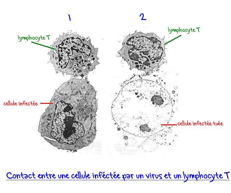 https://www.vivelessvt.com/wp-content/uploads/2009/03/lymphocyte-t.jpg