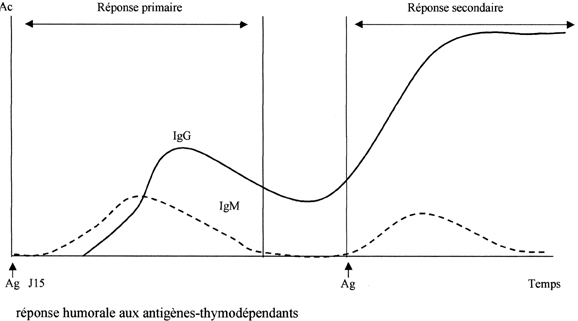 lymphocytes-memoires