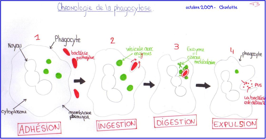 phagocytose-3eme