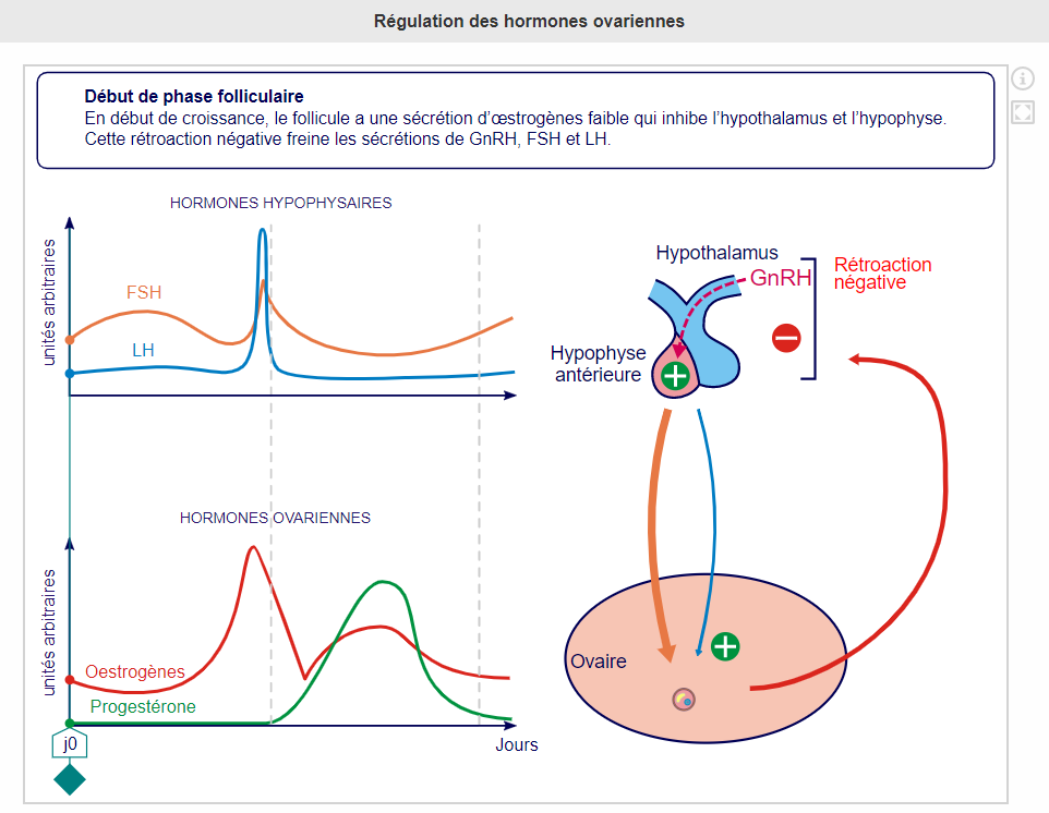 La communication hormonale – Cours de SVT