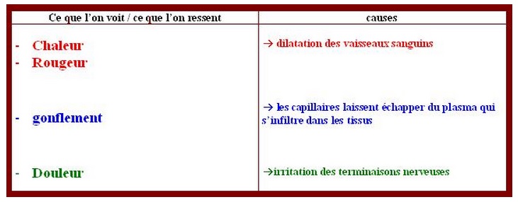 réaction inflammatoire SVT