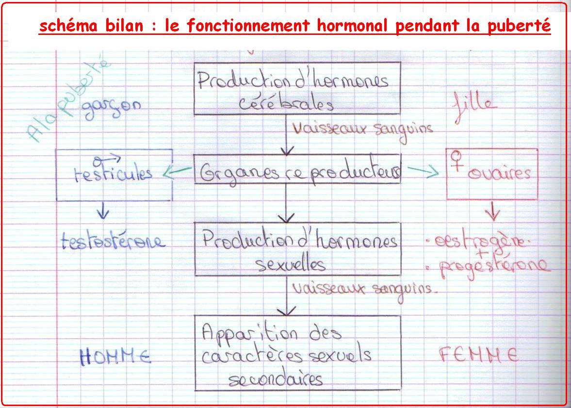 La communication hormonale - Cours de SVT 4ème | Vive les SVT ...