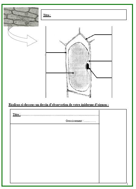 fiche-cellule