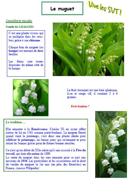 Le muguet du 1er mai